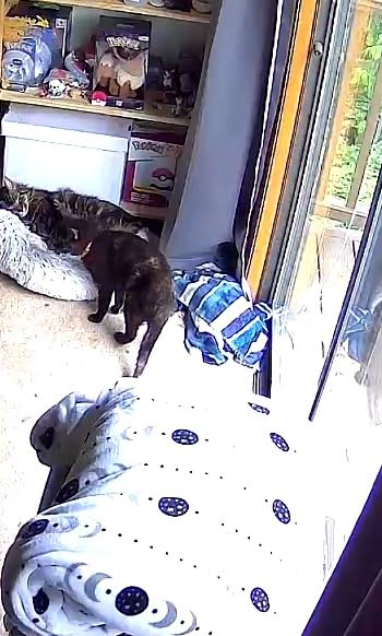 Petcube Bites 2 Lite Pet Camera [Subscription Required] - Treat Dispenser | Unlock with paid plan: home security & pet safety alerts, remote treat dispenser, 2-way audio, 1080p HD video, night vision customer photo 1