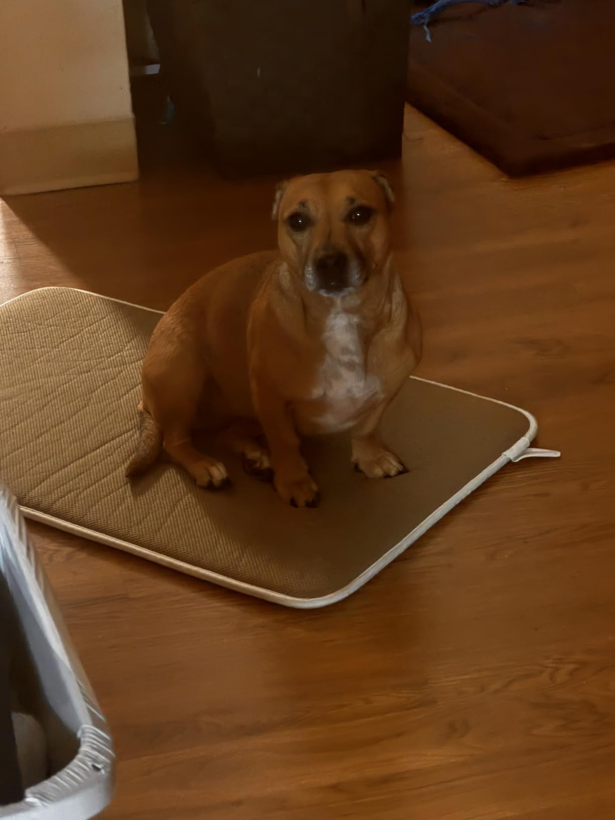XIAZ Elevated Dog Bowls Large Breed Raised Dogs Bowl Stand Large/Medium Sized Dog Stainless Steel Food Water Bowl Stands 5 Heights Adjustable 9/11/12/14in Black Pet Feeder Dish Station customer photo 1