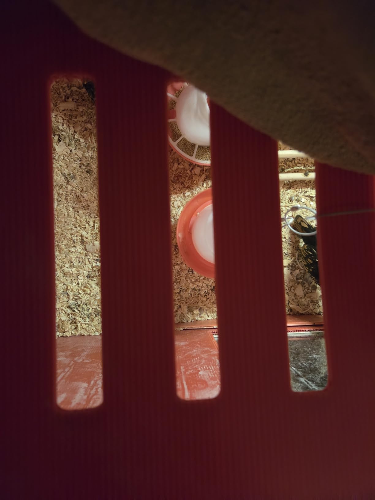 RentACoop Big Red Barn Chick Brooder | Durable, Lightweight, Easy-Clean, Multipurpose | with Absorbent Hatchling Liners, Jute Liners, LED Light, Security Latch customer photo 2