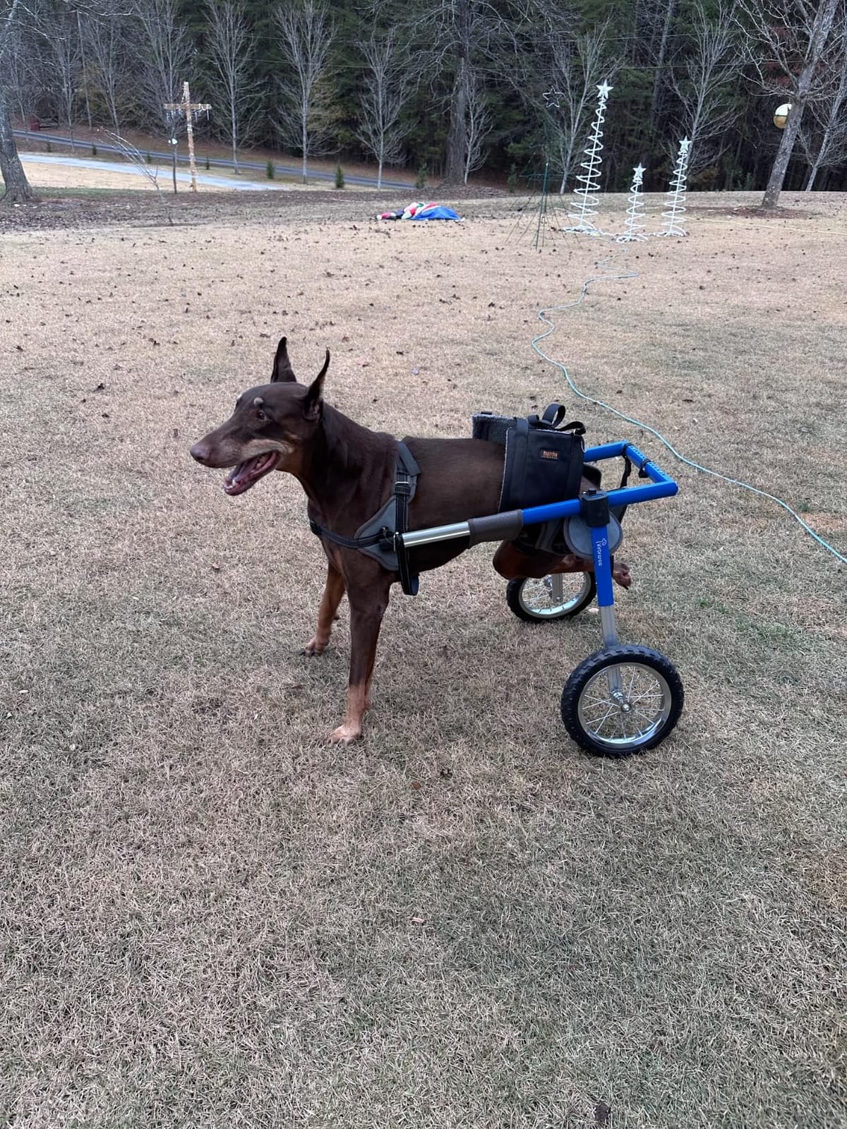 Dog Wheelchair for Back Legs, Dog Wheelchair with All-Terrain Tires & Durable Bearings, Large Dog Wheelchair for Back Legs, 88.1-132.2 lbs (XXL) customer photo 1