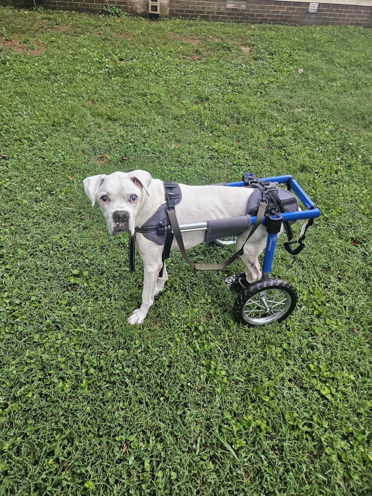 Dog Wheelchair for Back Legs, Dog Wheelchair with All-Terrain Tires & Durable Bearings, Large Dog Wheelchair for Back Legs, 88.1-132.2 lbs (XXL) customer photo 2