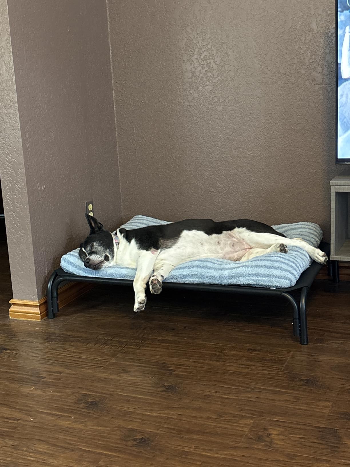 Elevated Dog Bed Raised Outdoor Dog Cot for Large Dogs, Installation Requires No Tools, Frame with Washable Cooling Breathable Mesh Anti-Slip Feet, Indoor Pet Bed, Black, 43.3 Inches customer photo 1