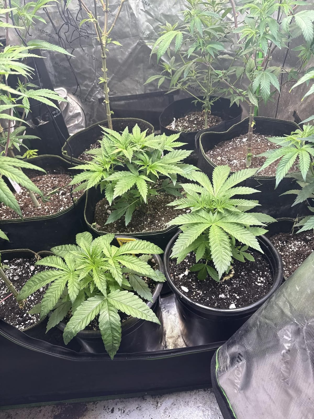 Zazzy Grow Tent 18