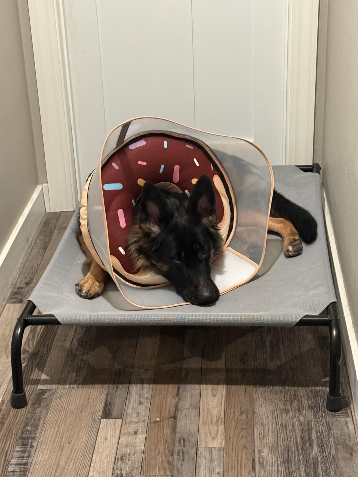Simple Trending Raised Dog Bed for Large Dogs, Waterproof XL Dog Cot, Outdoor Cooling Elevated Pet Bed Load 200lb, 47.75