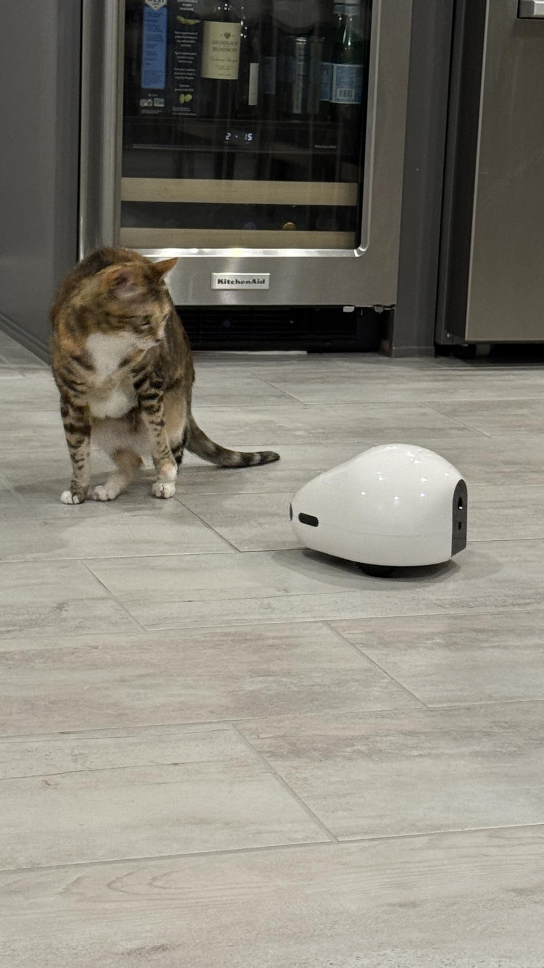 Pet Camera Robot with Treat Dispenser & Laser, Moving Cat Robot Camera for Dogs and Cats with Two-Way Audio, App Remote Control, Auto Recharge, Night Vision customer photo 1