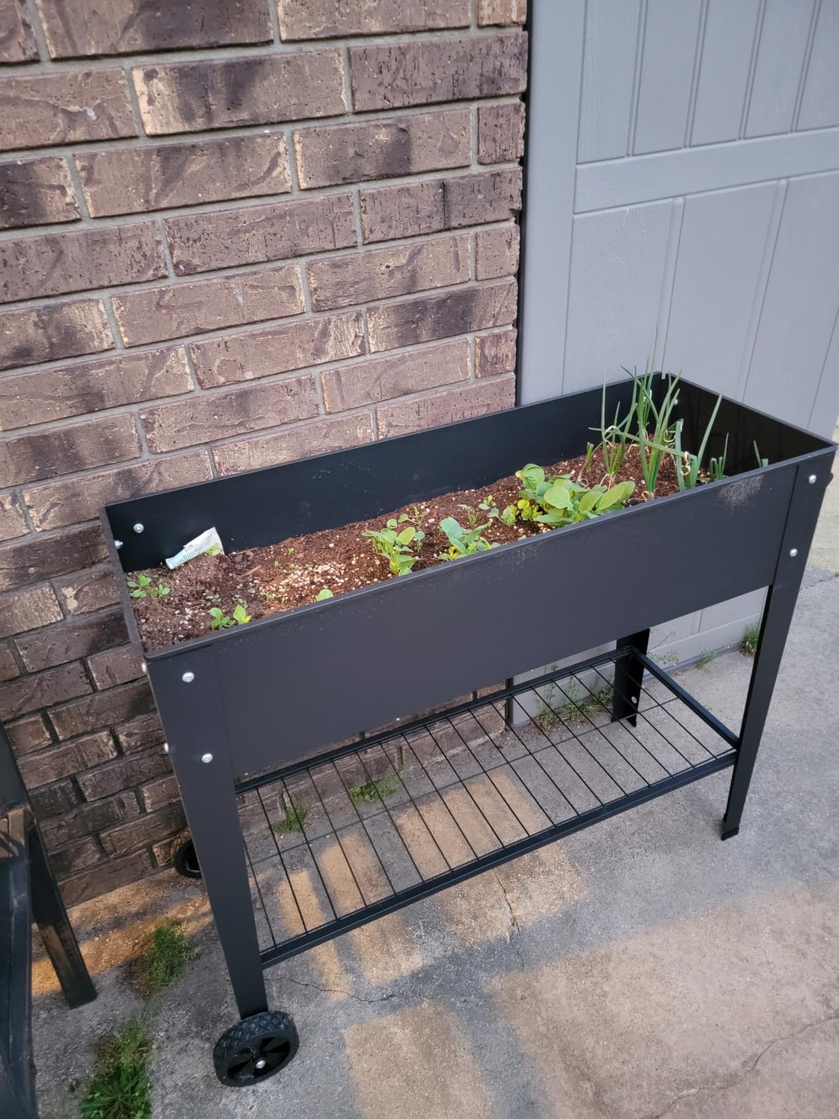 Raised Garden Bed with Legs and Wheels, Metal Outdoor, Green | Steel Frame, 400lb Capacity, 32in Tall No Bending, 2 Large Wheels, Bottom Shelf, Drainage Holes, Herb Vegetable Planter Box customer photo 1