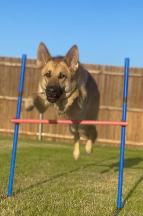 VEVOR Dog Agility Training Equipment, Dog Agility Course Backyard Set with Adjustable High Hurdles, 6 Weave Poles, Tunnel, Jump Ring, Pause Box, Whistle, Foldable Bowl, Storage Bag customer photo 1