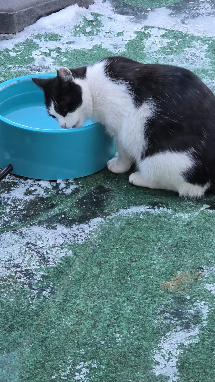 3.2L Heated Water Bowl for Outside Animals, Pet Heated Dog Bowl in Winter | Heated Dog Water Bowl Outdoor, Thermostatic Control Anti-freeze Heated Pet Water Bowl for Cats,Chicken,Duck,Goose,Rabbit customer photo 1