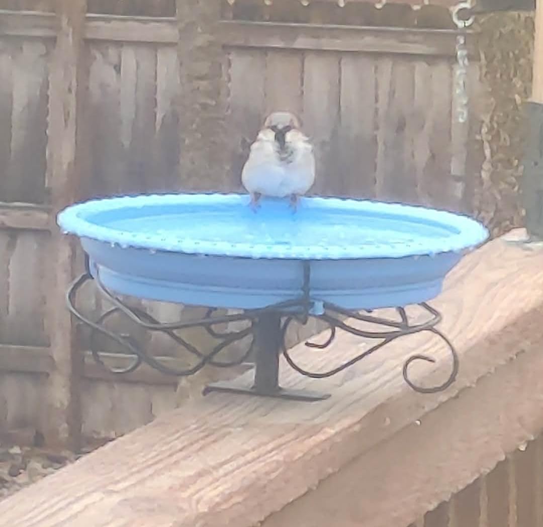 Lovppy Heated Bird Bath for Deck Railing, 100W Thermostatically Controlled Heated Bird Baths for Outdoors, Bird Bath Heater for Outside Winter Garden Patio Yard (Green) customer photo 1