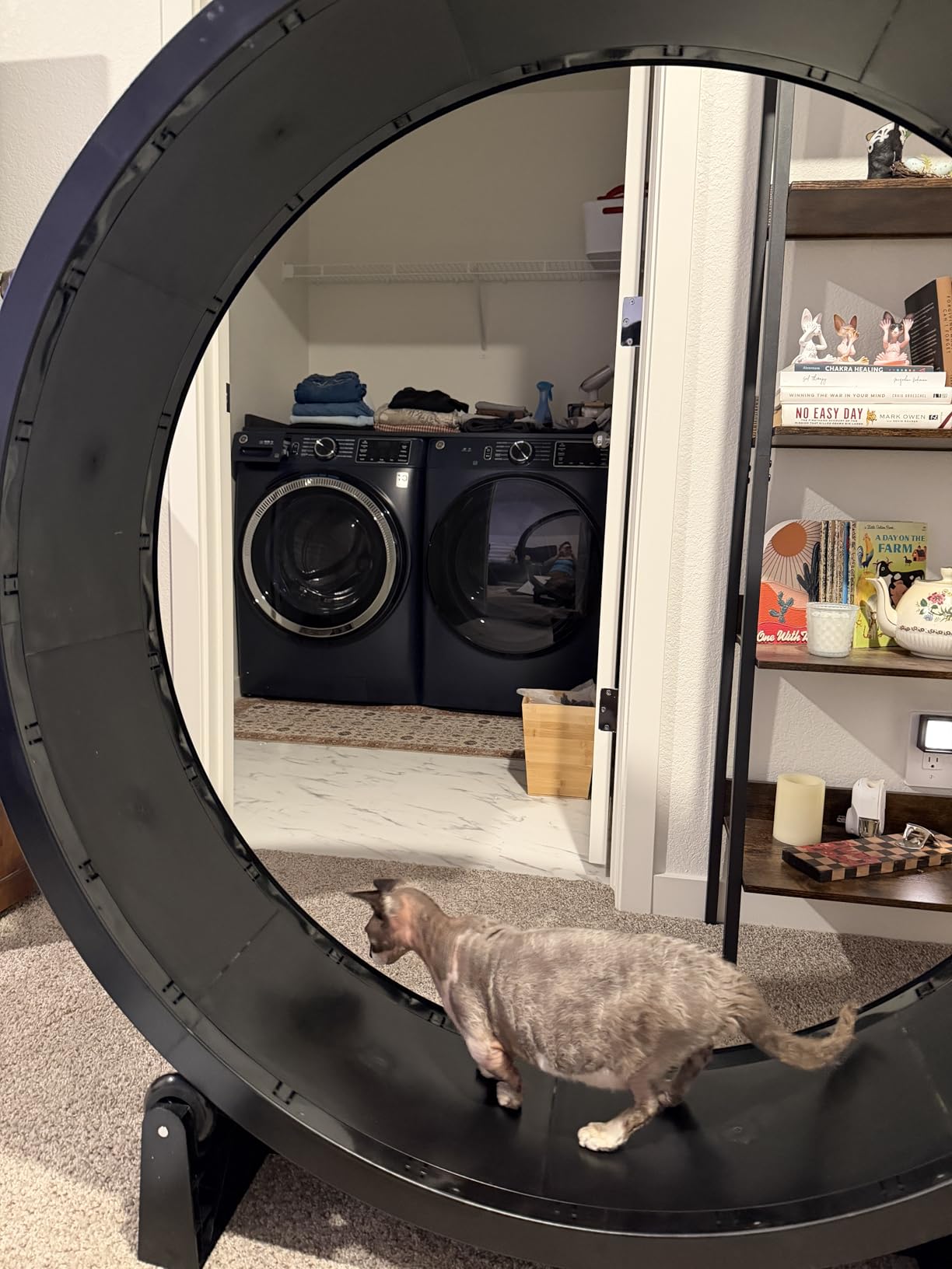 One Fast Cat - Cat Exercise Wheel - Gen. 7 - Safe 48