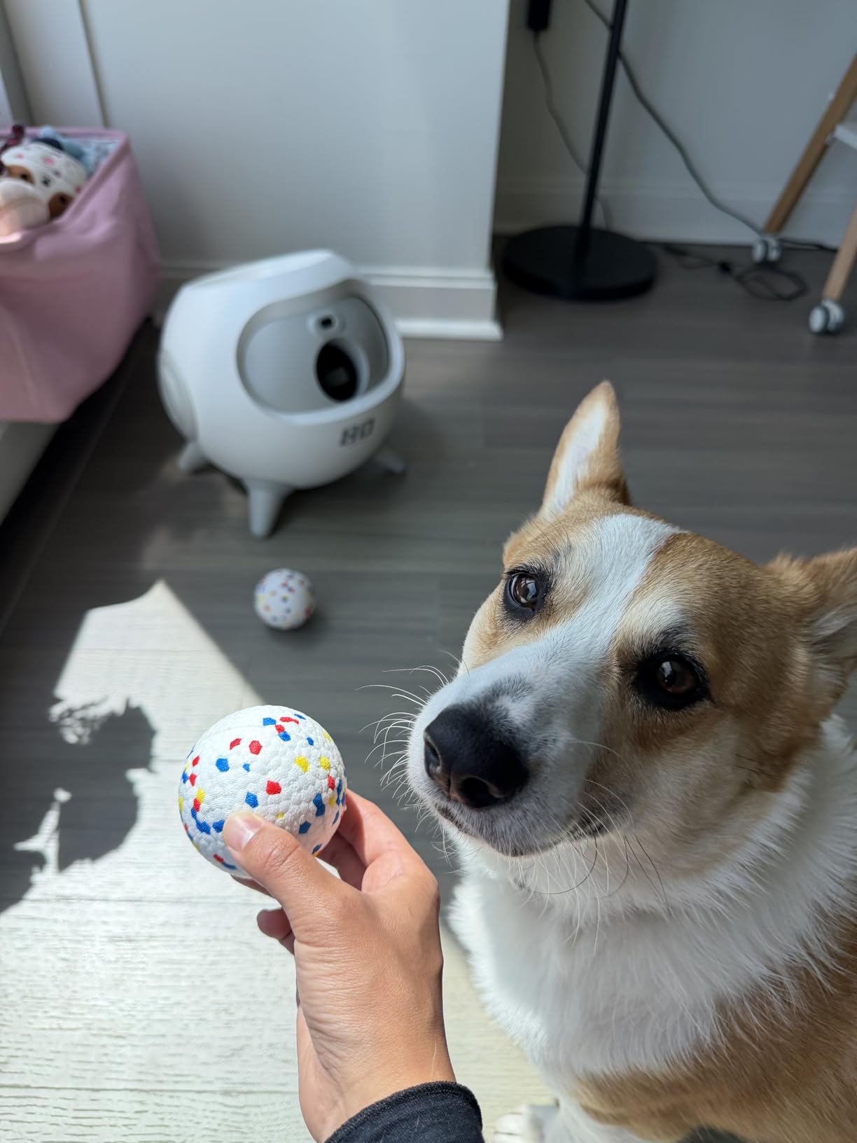 uahpet Automatic Ball Launcher for Dogs with Obstacle Detection, 20ft-80ft Adjustable Distances Ball Thrower Launcher for Medium & Large Dogs, with 4 Balls (2.5 inches) customer photo 2