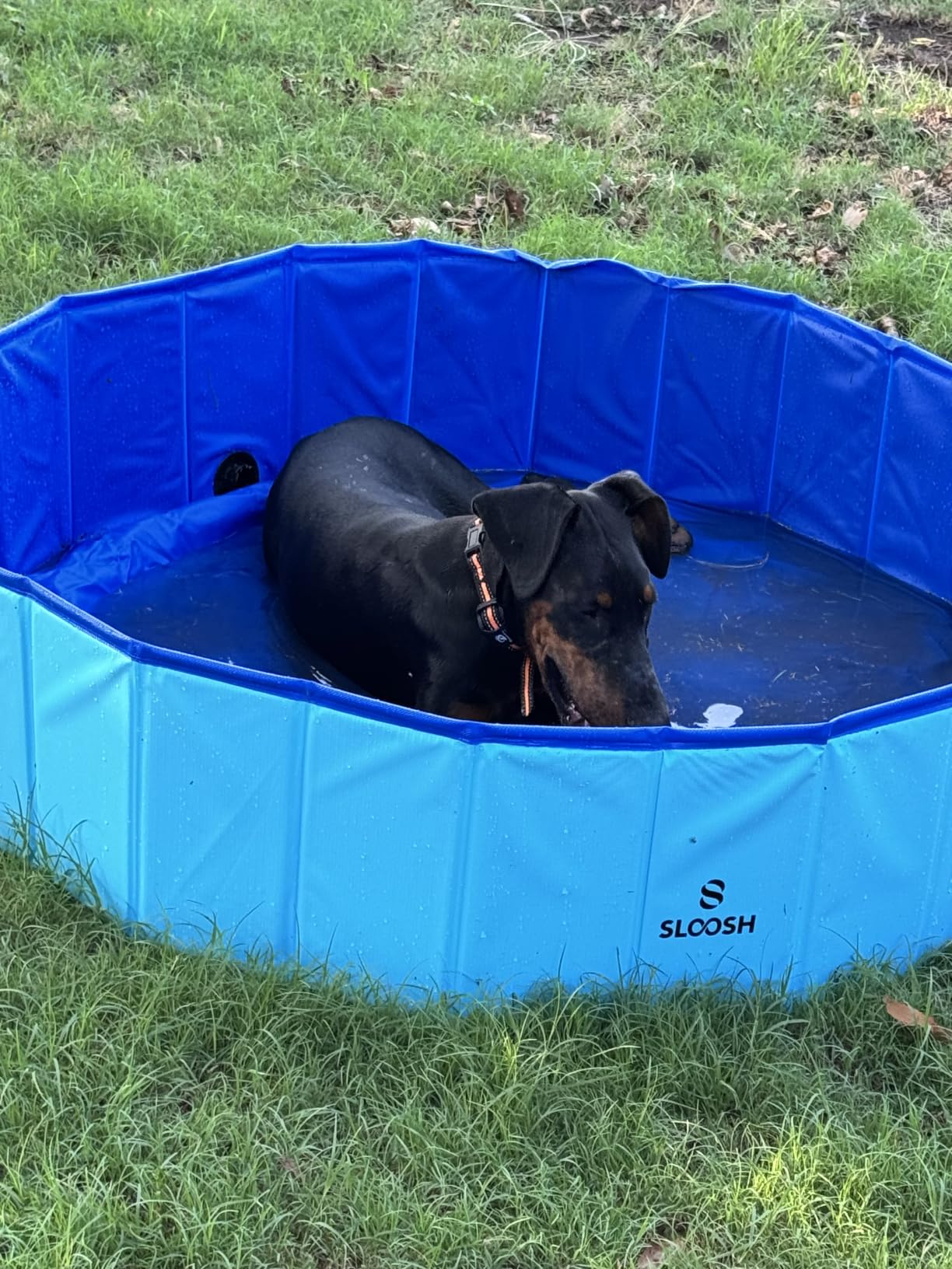 SLOOSH Foldable Dog Kiddie Pool - Portable Hard Plastic Doggie Swimming Pool, Anti-Slip Collapsible Pets Bath Tub Suitable for Kids Indoor Outdoor Backyard Use (Blue, 48