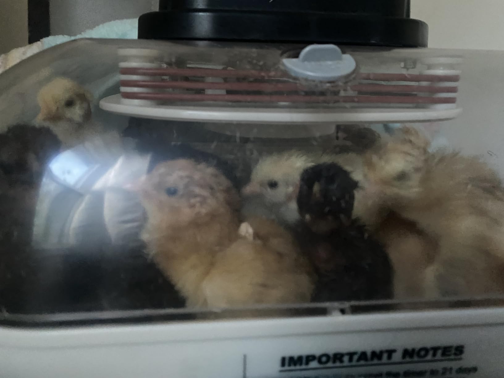 MATICOOPX 20 Egg Incubator with Humidity Display, Egg Candler, Automatic Egg Turner, for Hatching Chickens customer photo 1