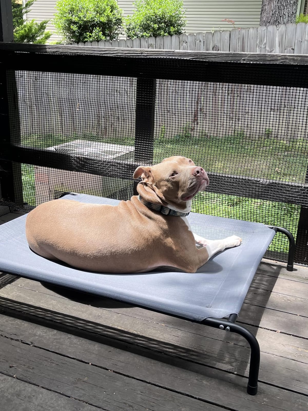 Love's cabin Elevated Cooling Dog Bed for Large Dogs, Portable Indoor & Outdoor Raised Pet Dog Cat Cot, Durable Summer Frame with Breathable Mesh, Grey, 48 inches customer photo 2
