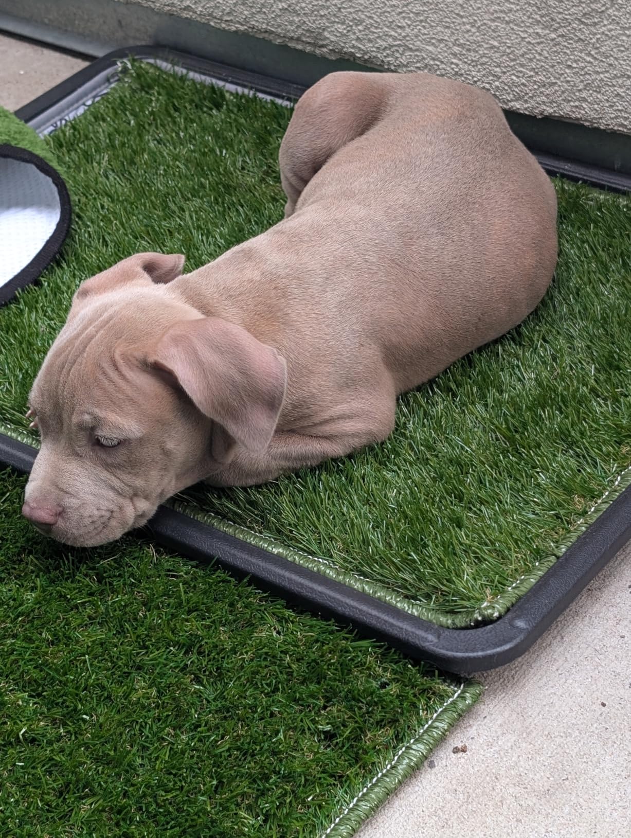 XLX TURF Large Artificial Grass Pad for Dogs Potty, Extra Soft Thick Turf for Indoor Outdoor Patio Balcony, 4 FT X 6 FT customer photo 1