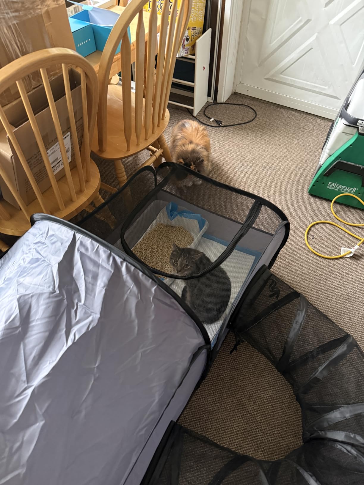 Tailtastic Indoor/Outdoor Cat Playpen with Surround Tunnel 2 Zones Grey | Escape-proof enclosed enclosure, lightweight foldable for travel, ideal for indoor cats, multi-cat homes & birthing customer photo 2