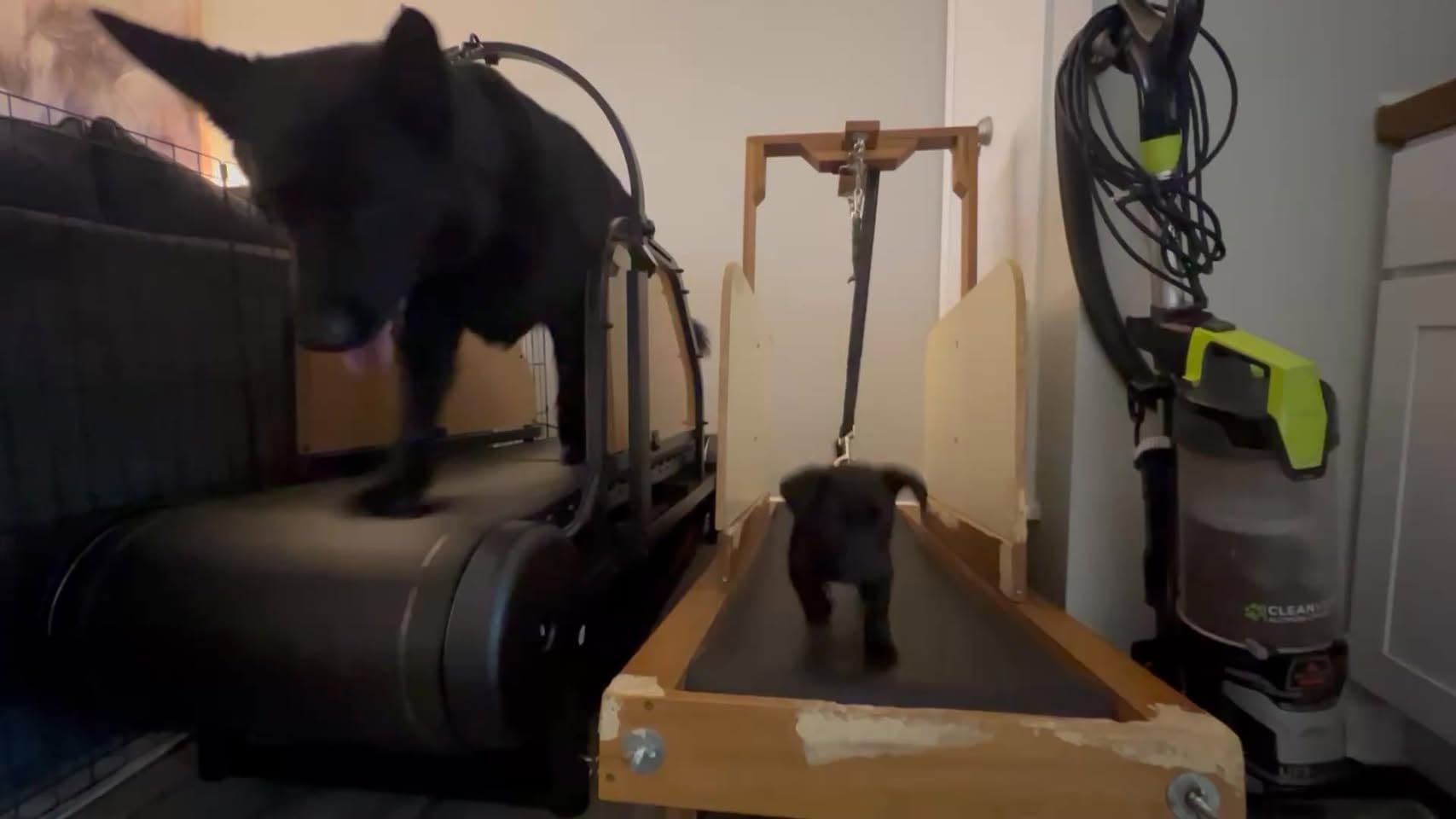 Non-Motorized Dog Treadmill for Large/Medium Dogs with Brake, 5-Level Incline, Self-Powered with Pedometer, Wide Running Slatmill, Dog Slatmill for Indoor Exercise. customer photo 1