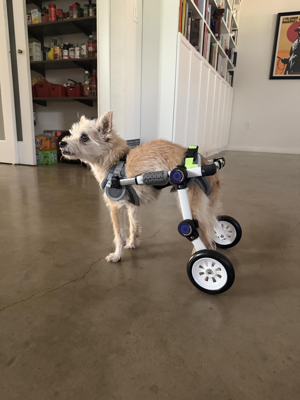 Adjustable Dog Wheelchair for Back Legs Mobility Support Lightweight Pet Wheelchair for Disabled Hind Legs Walking Stable Dog Cart for Pets customer photo 1