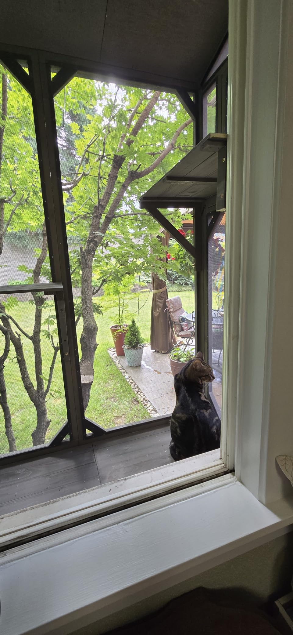 ketive Cat Catio Expandable Window Box Enclosure for Multiple Cats | Comfortable Wooden Small Pet Perch House, All-Weather Use, Keep Bugs Insects Out, 4 Platforms and 3 Doors, for Indoor Cats customer photo 2