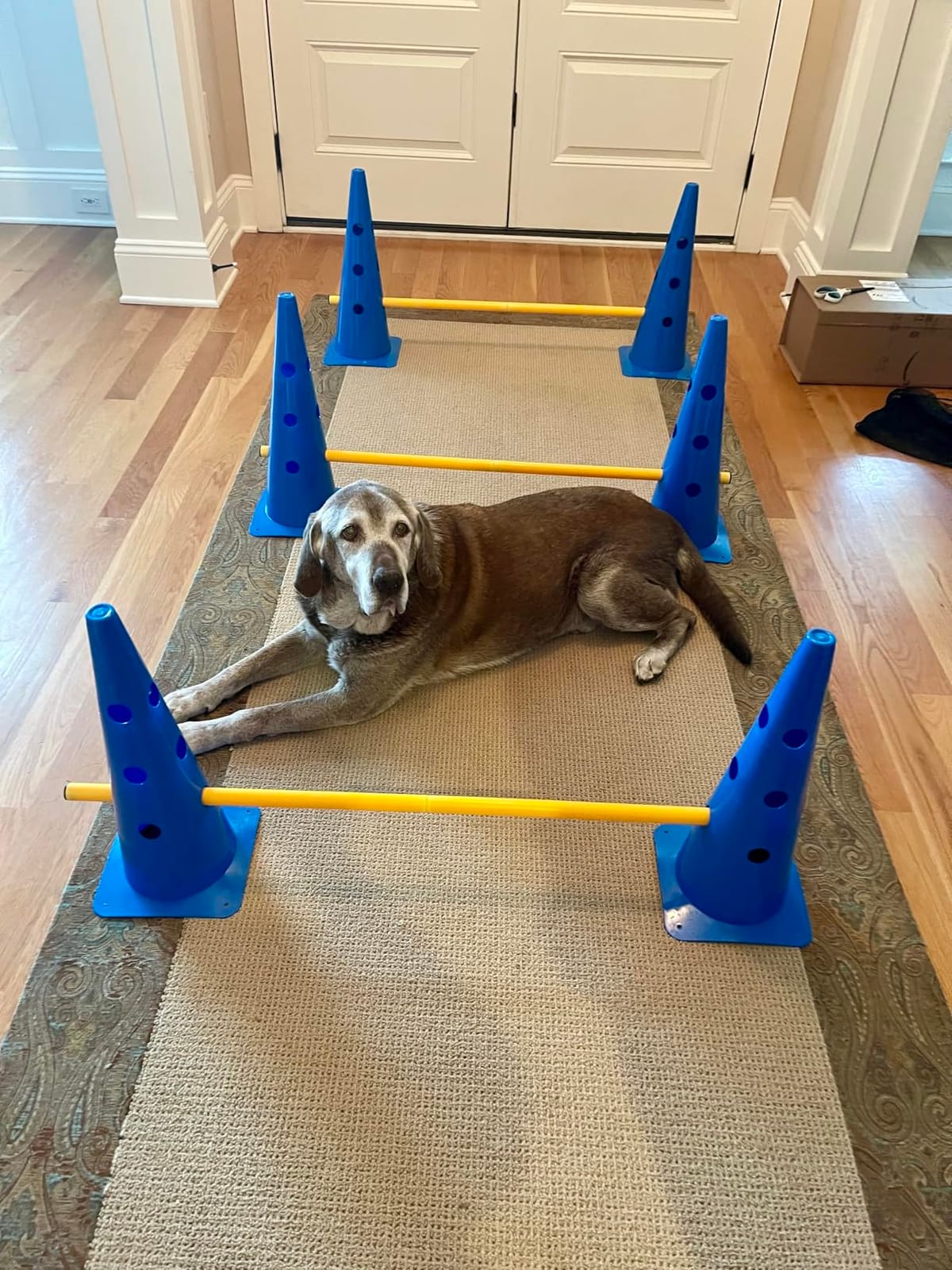 Dog Agility Course Backyard Set, Dog Agility Hurdle Cone Set with Height Adjustable Crossbar for Rehabilitation & Beginners, Dog Agility Equipment for Dog Obstacle Course - 12 Inch customer photo 1