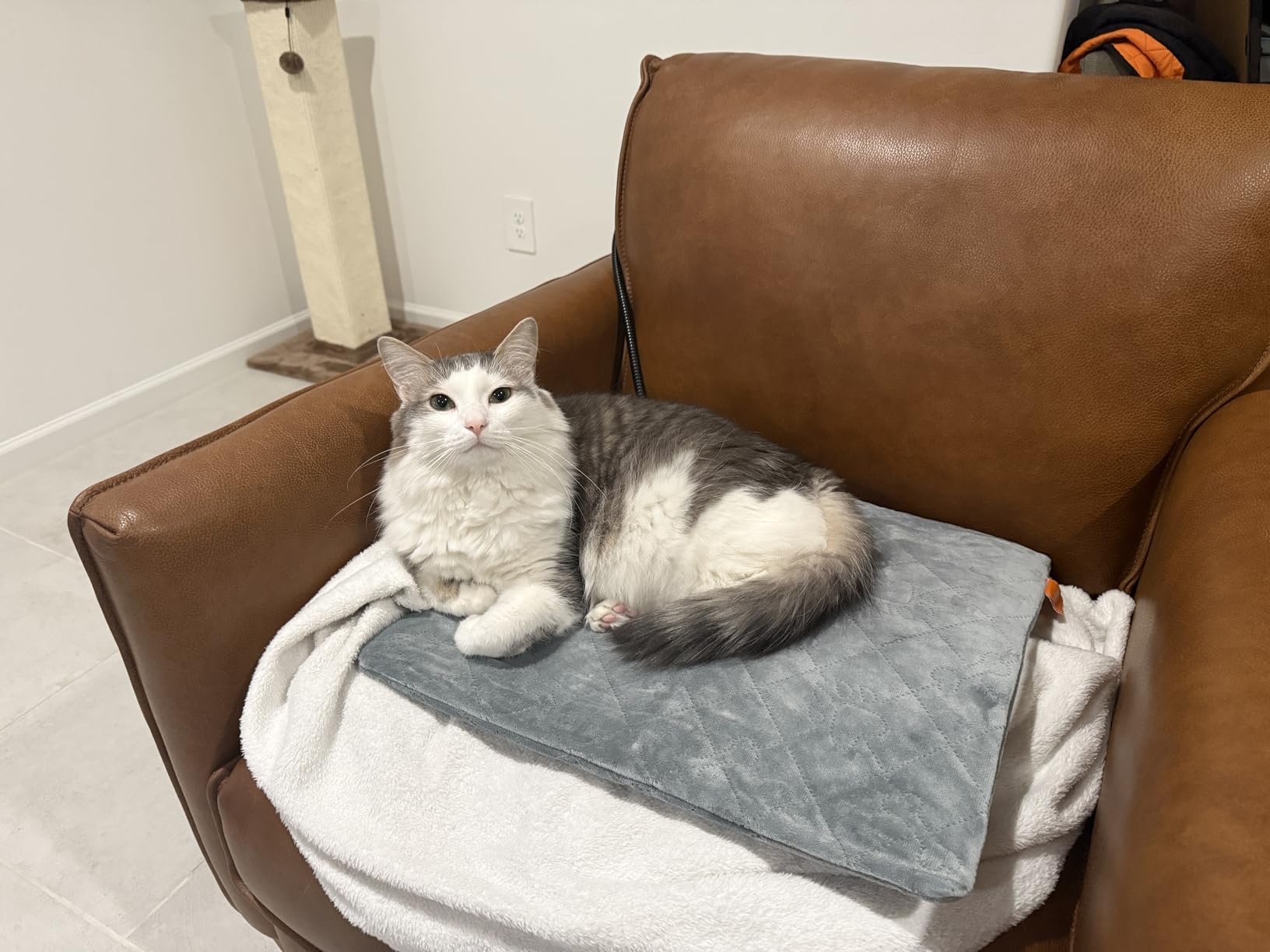 Pet Heating Pad for Cats Dogs Electric Heated Bed Waterproof Warming Mat Indoor Outdoor Chew Resistant Cord Adjustable 5 Timer and 6 Level Temperature for Pets Puppy Animals-Small-35.4x23.6in customer photo 2
