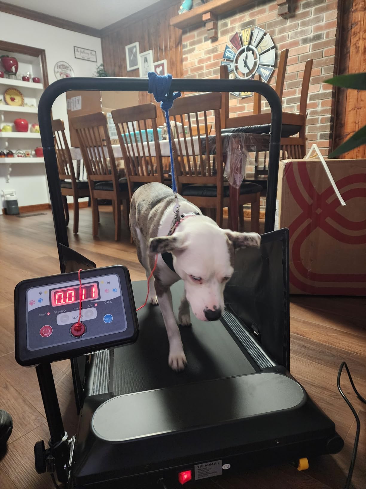 Petbobi Dog Treadmill for Small & Medium Dogs Up to 265 lbs Indoor Exercise | Quiet motor, 360 rotatable display, remote control & wheels, foldable design, fitness & weight management, easy to assemble customer photo 2