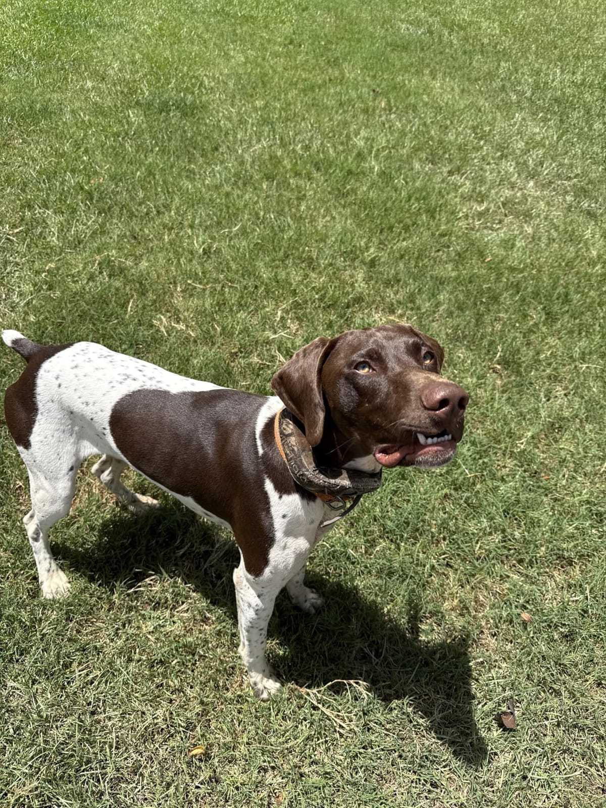 Halo Collar 5 Wireless Dog Fence & GPS Dog Collar, Keep Your Dog Safely Contained Outdoors with App-Controlled Boundaries and Real-Time Tracking, One Size, Midnight customer photo 2