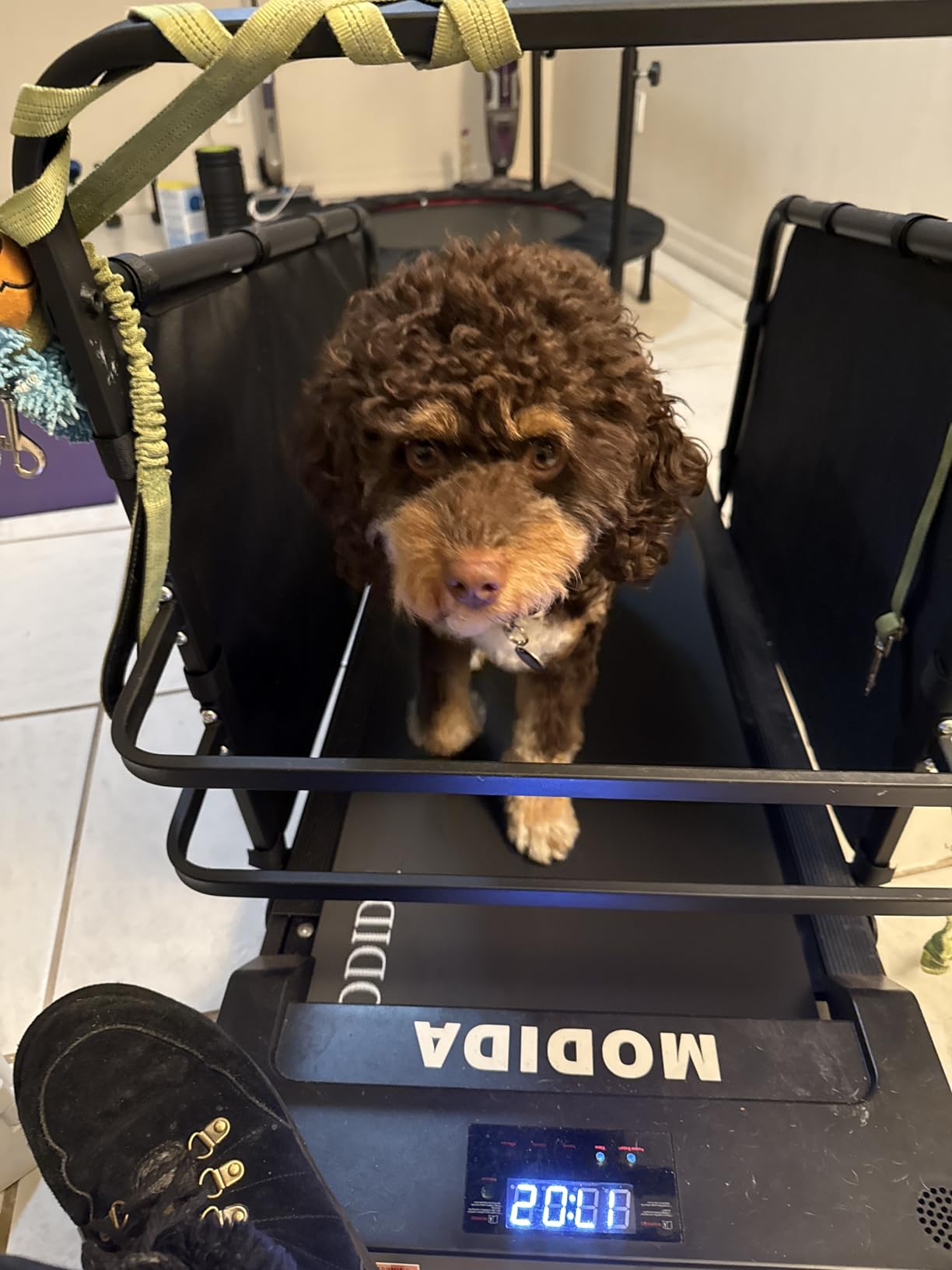 Dog Treadmill Adjustable Speed 1-8km/h Pet Treadmill for Dogs | Indoor Dog Exercise & Training Machine | Quiet Home Pet Running Equipment with LED Display for Time, Distance & Calories customer photo 1