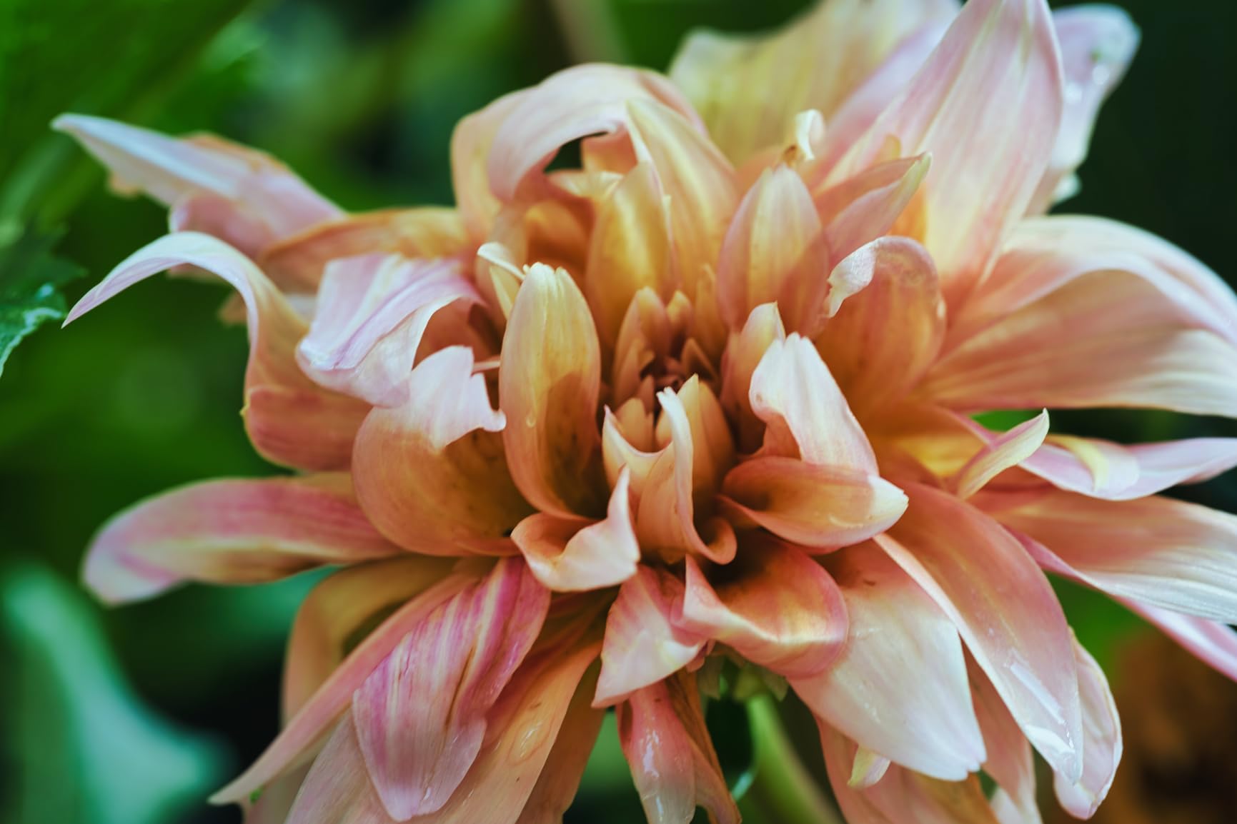 Sony FE 100mm F2.8 GM OSS customer photo 1