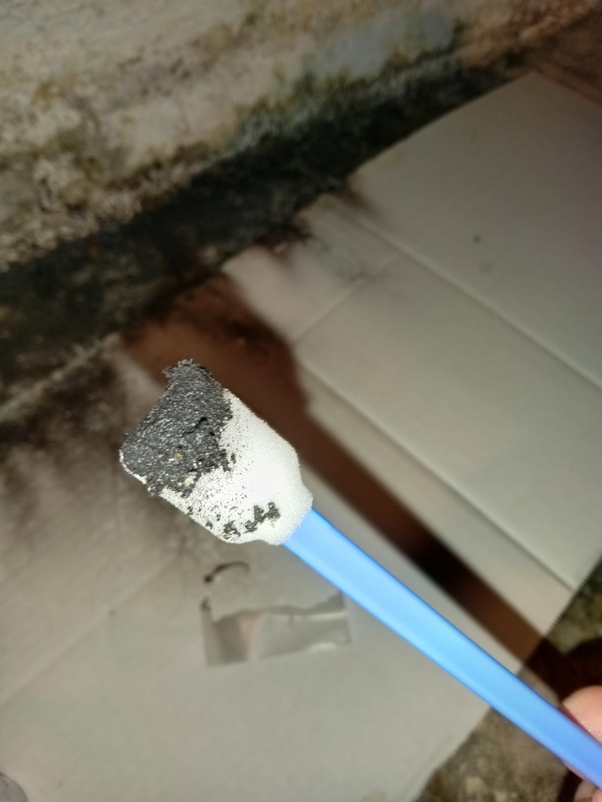 Detekt Mold Test Kit - 4 Mold + 4 Bacteria Tests for Home & HVAC customer photo 2