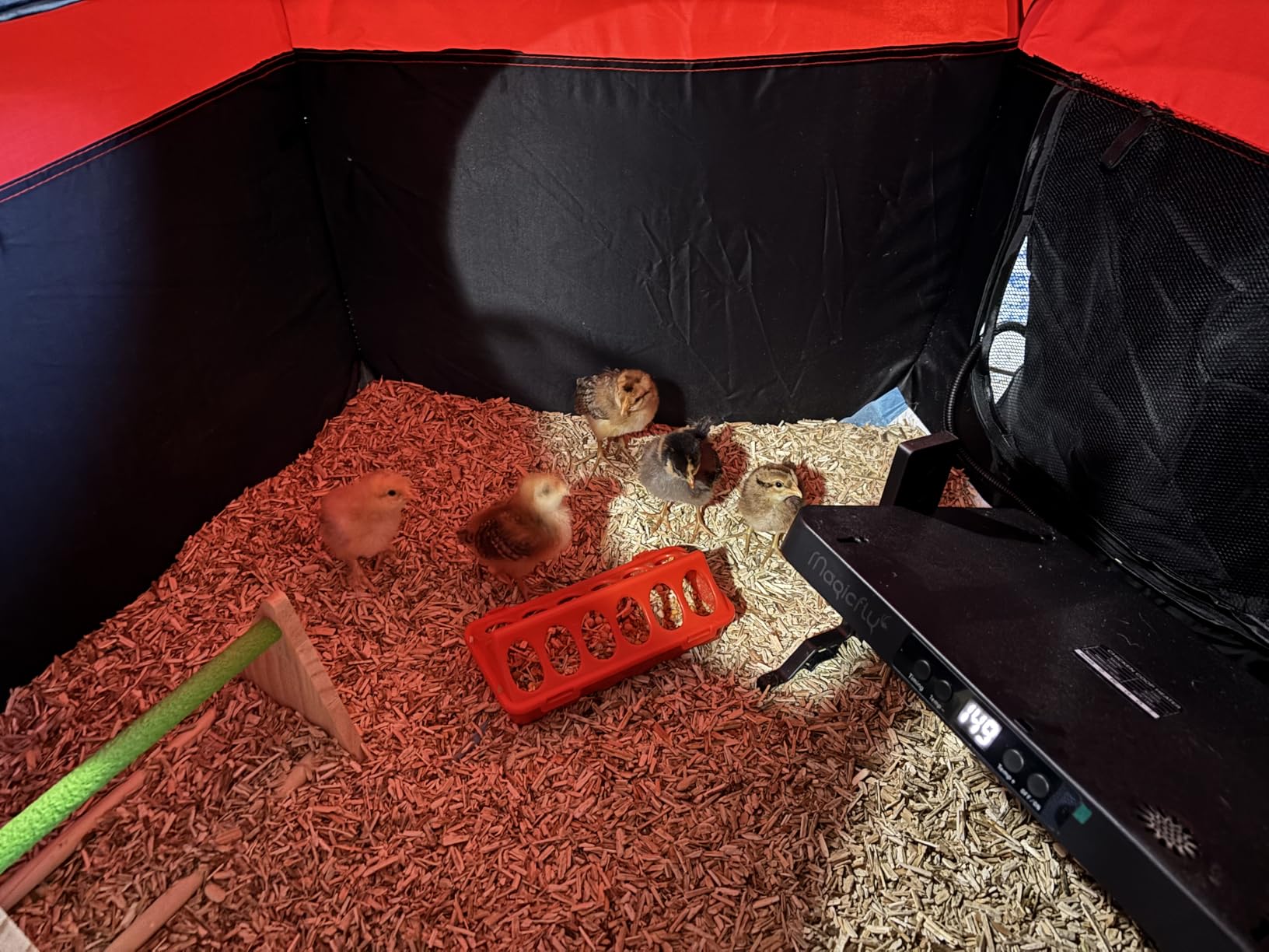 Magicfly Brooder Box for Chicks Starter Kit with 15 x 11 Inch Heating Plate | Chicken Brooder Tent with Chicken Perch, Feeder & Waterer, Holds Up to 15 Chicks, Duck, Quail customer photo 1