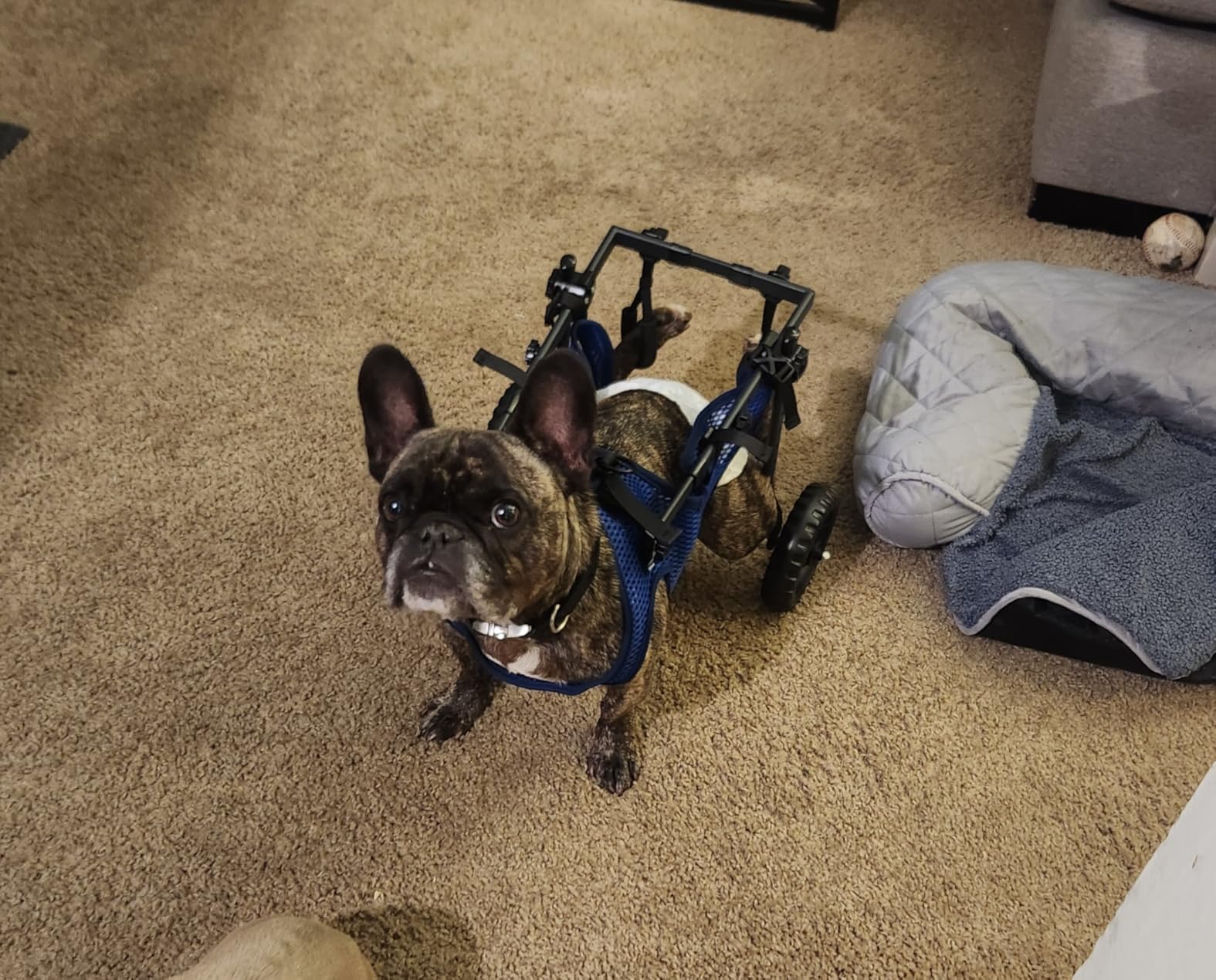 Adjustable Large Dog Wheelchair for Back Legs, Upgraded Wheel, Disabled Pets, Leg Brace, Mobility Aid for Large Pets, Hind Limb Rehabilitation, Older, Disabled (XL(Chest 28.3-33.9in)) customer photo 1
