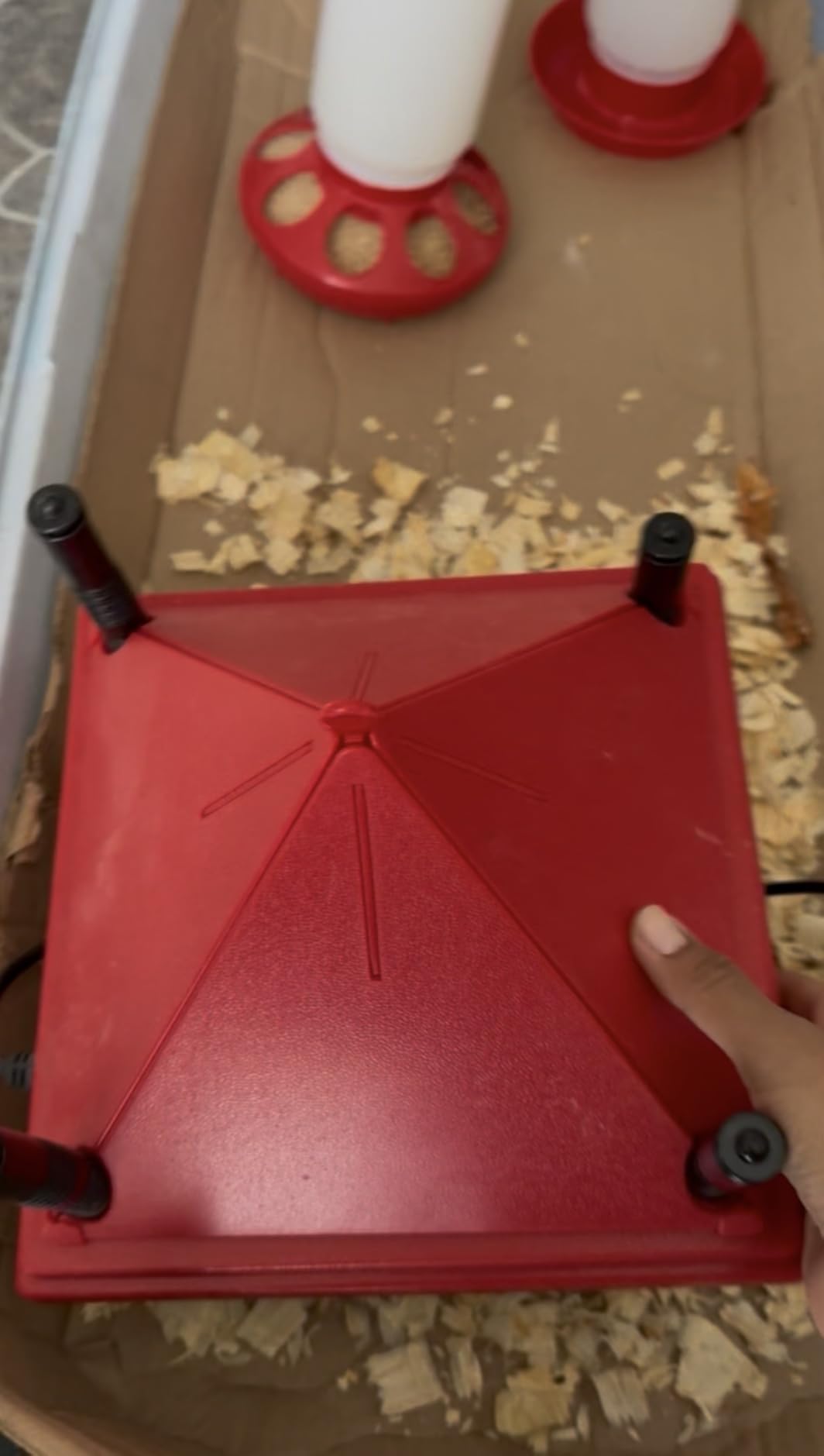 Chick Brooder Heater with Anti-Roost Cone & Constant Temp Red 12