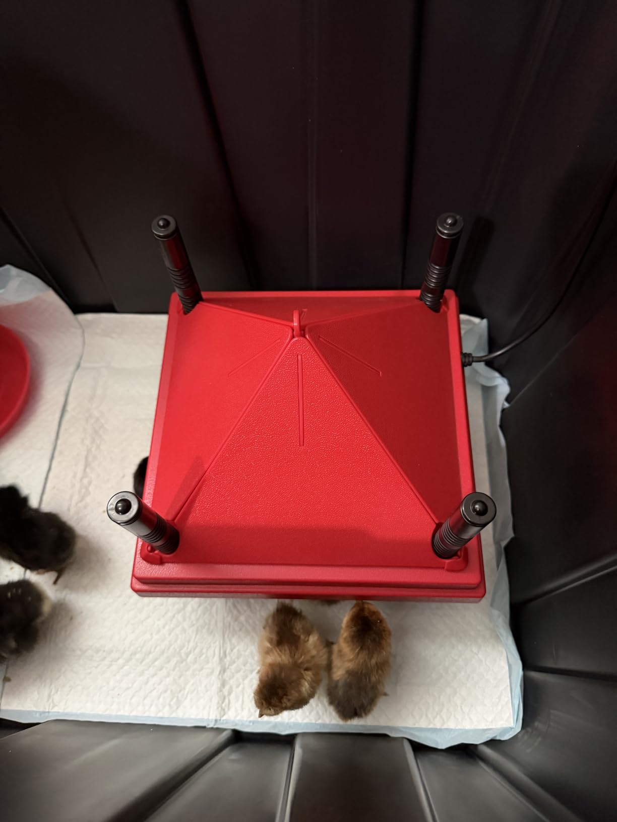Chick Brooder Heater with Anti-Roost Cone & Constant Temp Red 12