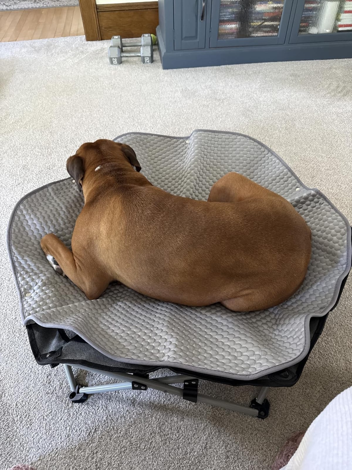 Pecute Raised Dog Bed with Cooling Mat, Elevated Pet Cot for Large Dogs, XL | Breathable Textilene Mesh, Outdoor Camping & Beach, Steel Frame, 130 lbs Heavy Duty Support, Tool-free 3-second Quick Assembly customer photo 2