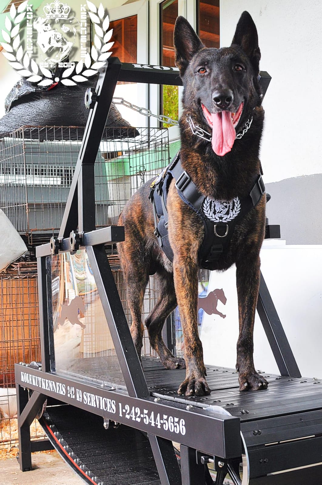 Dog Treadmill, HotFeed Dog Slat Mill for Medium Dogs, Doggy Treadmill with Brake & Plastic Track, Dog Pacer Treadmill to Keep Active and Fit, Up to 300LBS customer photo 1