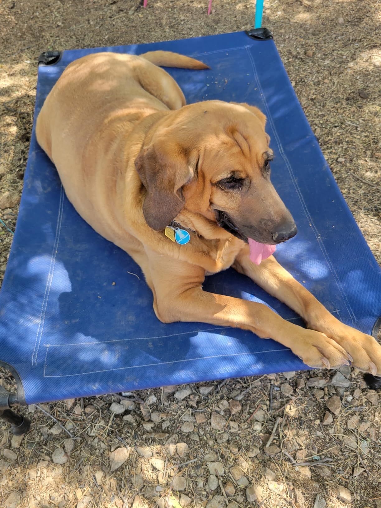 Veehoo Outdoor Elevated Dog Bed Large Sized Dogs, Cooling Raised Dog Cots | Off-ground training platform, portable camping hammock, breathable mesh, easy to clean, no-tool setup, 49