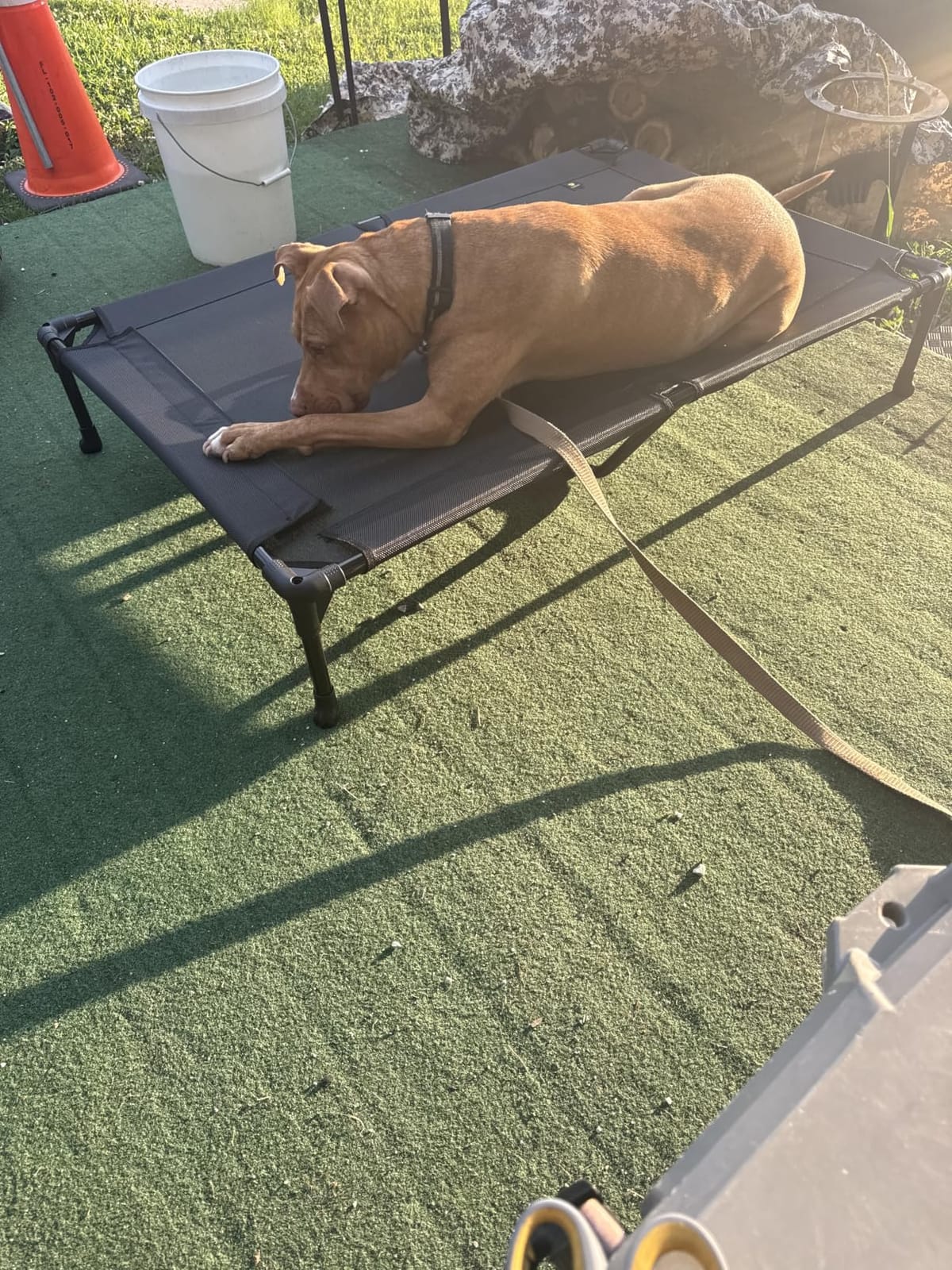 Veehoo Outdoor Elevated Dog Bed Large Sized Dogs, Cooling Raised Dog Cots | Off-ground training platform, portable camping hammock, breathable mesh, easy to clean, no-tool setup, 49