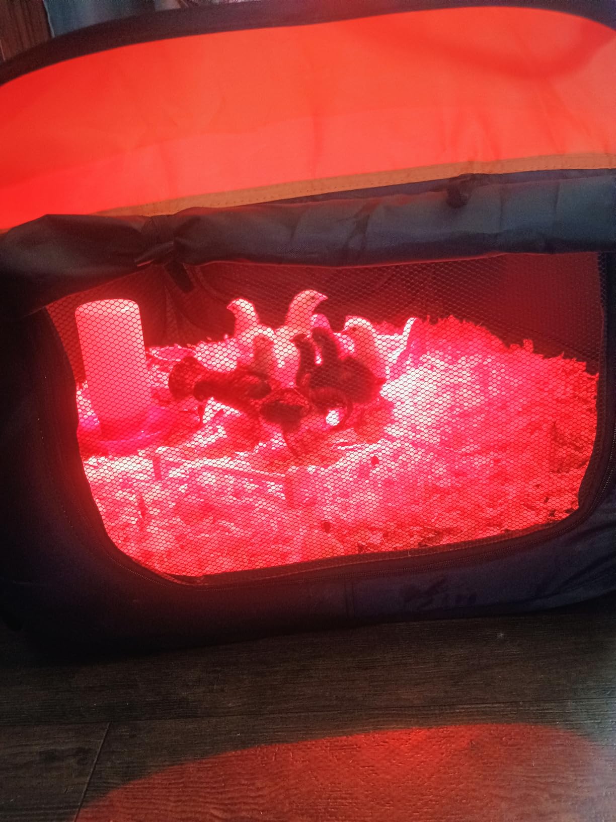 Brooder Box for Chicks Starter Kit, Dual Doors Chicken Brooder Playpen | Includes Chick Heating Plate, Nesting Pad, Feeder, and Waterer for Chicks, Ducklings, and Quail, Holds Up to 15 Chicks customer photo 1