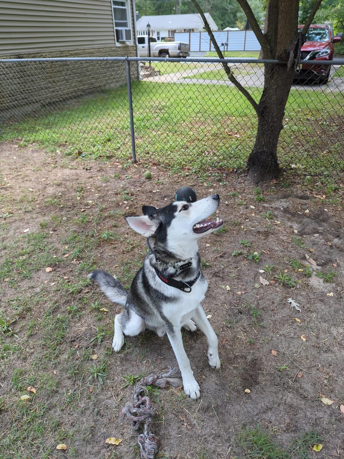 PATPET GPS Wireless Dog Fence | No-Dig, 9999-Yard Range | IP67 Waterproof Collar, 3 Modes for Medium & Large Dogs customer photo 2