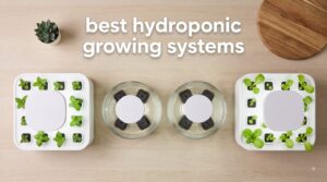 best hydroponic growing systems