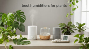 best humidifiers for plants