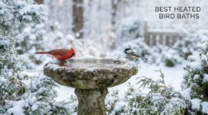 best heated bird baths