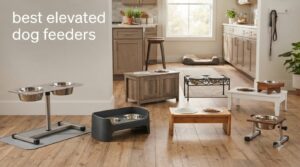 best elevated dog feeders