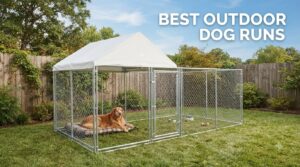 best outdoor dog runs