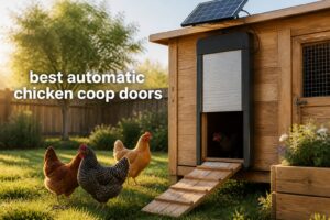 best automatic chicken coop doors