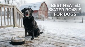best heated water bowls for dogs