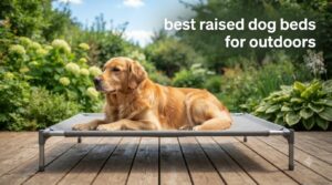 best raised dog beds for outdoors