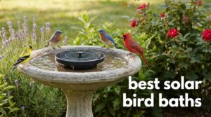 best solar bird baths