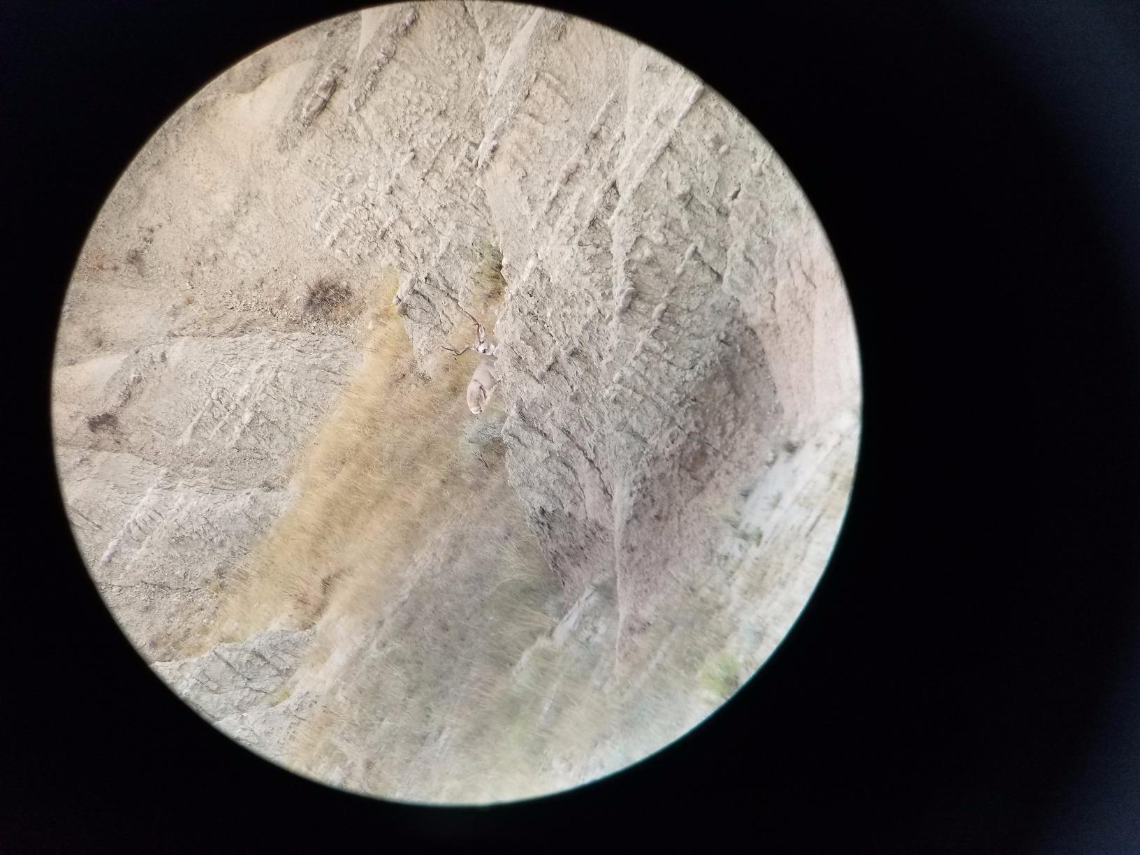 Vortex Optics Razor HD Spotting Scope 11-33x50 Angled customer photo 2